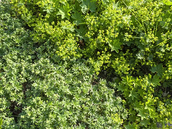 437277 - Alpine lady's mantle (Alchemilla alpina) and lady's mantle (Alchemilla conjuncta)