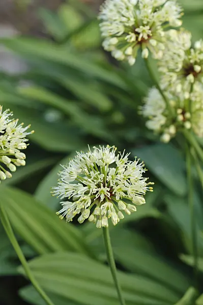 484276 - Alpine leek (Allium victorialis)