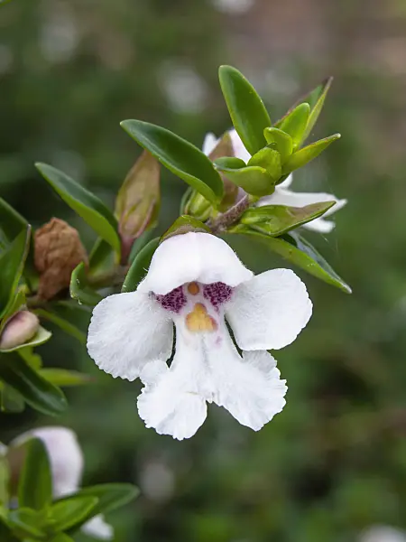 455303 - Alpine mint bush (Prostanthera cuneata)
