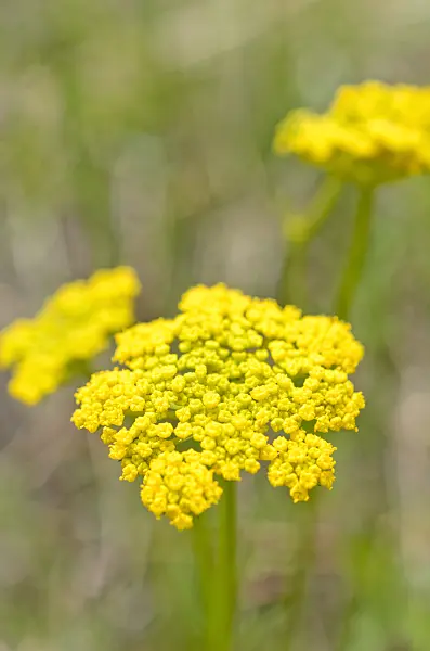 508400 - Alpine parsley (Oreoxis alpina syn. Cymopterus alpina)