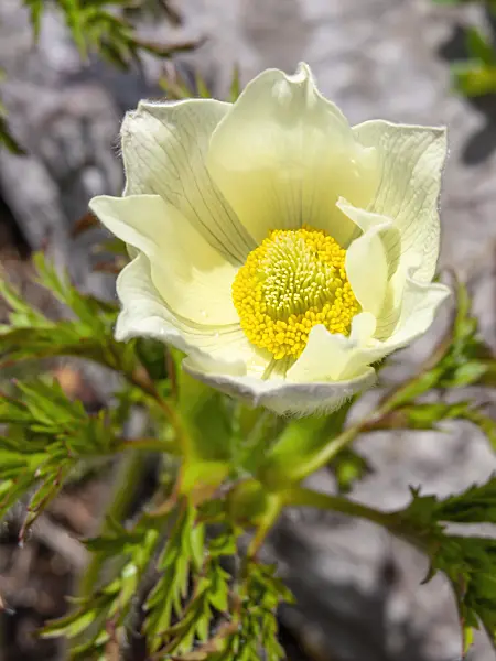 426139 - Alpine pasque flower (Pulsatilla alpina)