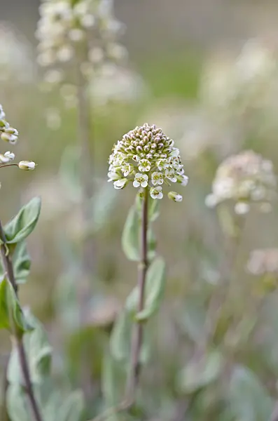 519069 - Alpine pennycress (Noccaea caerulescens syn. Thlaspi caerulescens)