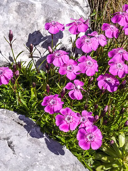 439344 - Alpine pink (Dianthus alpinus)