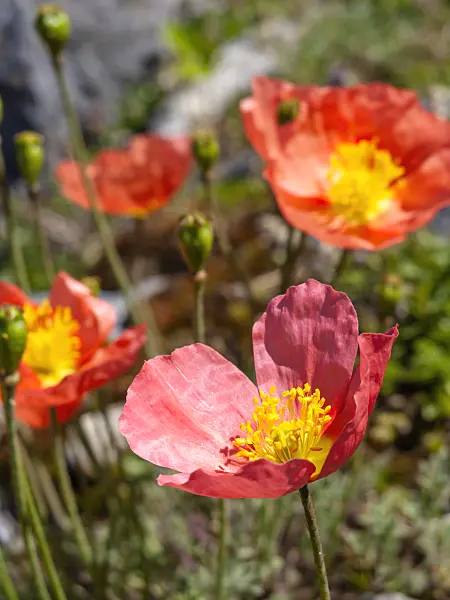 439322 - Alpine poppy (Papaver alpinum)