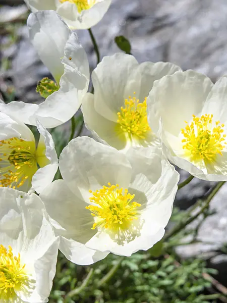 439315 - Alpine poppy (Papaver alpinum subsp. alpinum)