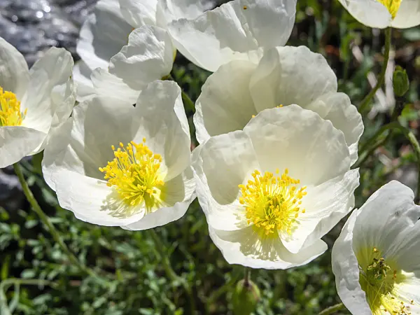 439316 - Alpine poppy (Papaver alpinum subsp. alpinum)