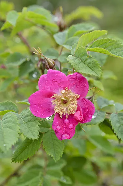 508062 - Alpine rose (Rosa pendulina)