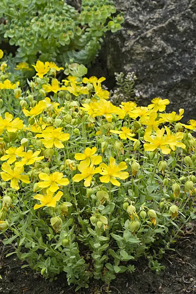 557002 - Alpine Saint John's wort (Hypericum cerastoides)