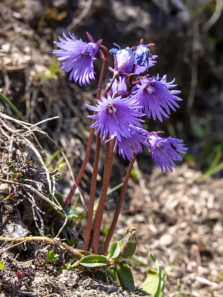 426140 - Alpine snowbell (Soldanella alpina)