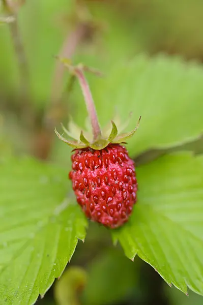 473016 - Alpine strawberry (Fragaria vesca)