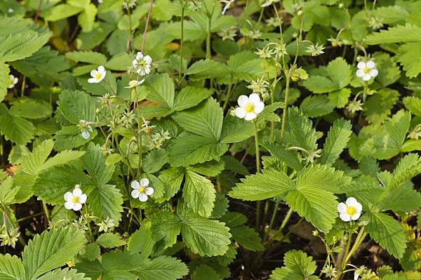 484310 - Alpine strawberry (Fragaria vesca)