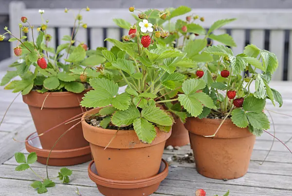 518041 - Alpine strawberry (Fragaria vesca)