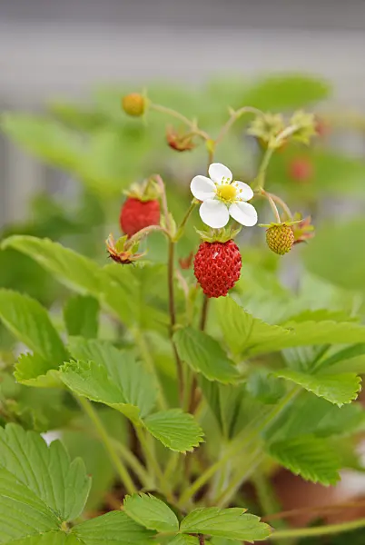 518043 - Alpine strawberry (Fragaria vesca)