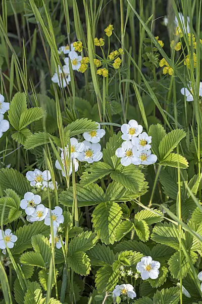 651274 - Alpine strawberry (Fragaria vesca)