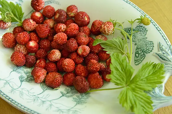 558263 - Alpine strawberry (Fragaria vesca) in a bowl