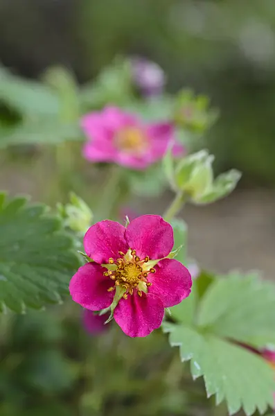 496061 - Alpine strawberry (Fragaria vesca 'Rubra')
