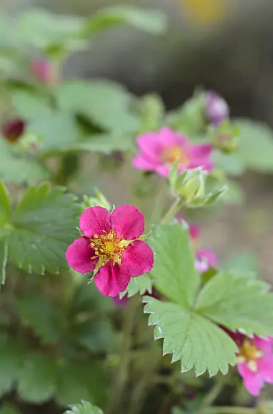 496062 - Alpine strawberry (Fragaria vesca 'Rubra')