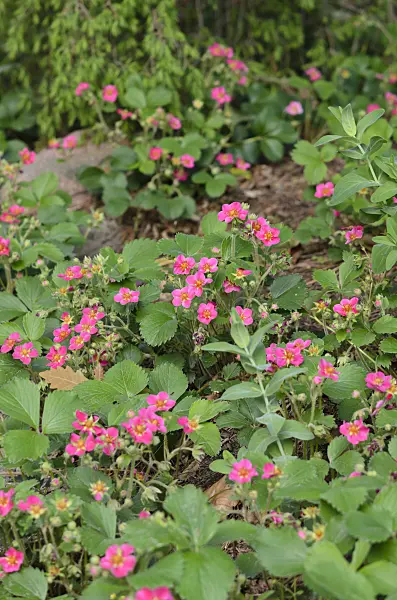520308 - Alpine strawberry (Fragaria vesca 'Rubra')