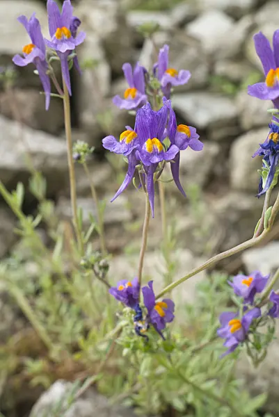 608063 - Alpine toadflax (Linaria alpina)