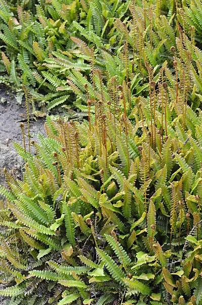 472412 - Alpine water fern (Blechnum penna-marina)