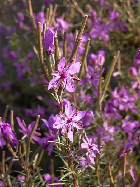 442088 - Alpine willow herb (Epilobium dodonaei)