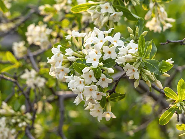 448048 - Altai daphne (Daphne altaica)