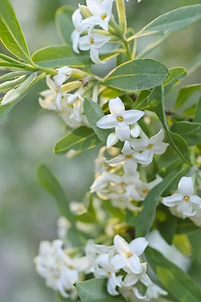 472015 - Altai daphne (Daphne altaica)