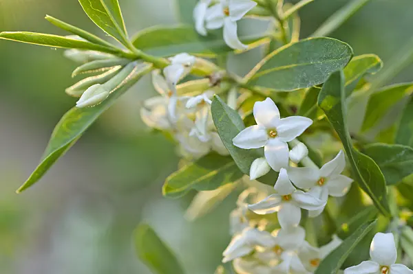 472016 - Altai daphne (Daphne altaica)