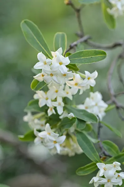 472017 - Altai daphne (Daphne altaica)