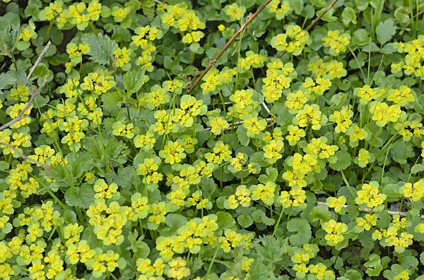 519161 - Alternate-leaved golden saxifrage (Chrysosplenium alternifolium)