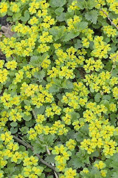 519162 - Alternate-leaved golden saxifrage (Chrysosplenium alternifolium)
