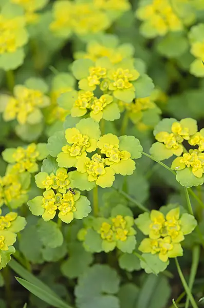 519163 - Alternate-leaved golden saxifrage (Chrysosplenium alternifolium)