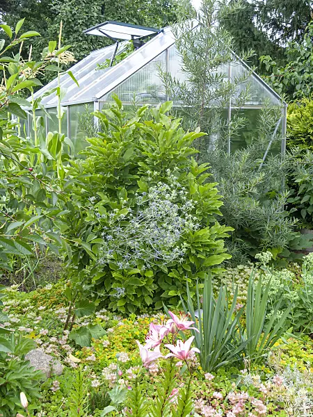 523258 - Aluminium and glass greenhouse with an open skylight in an allotment garden