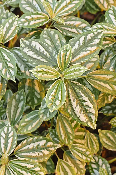 469021 - Aluminum plant (Pilea cadierei)