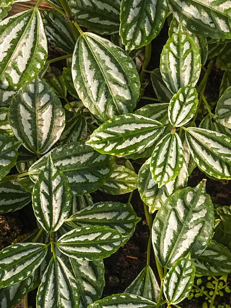 408002 - Aluminum plant (Pilea cardierei)