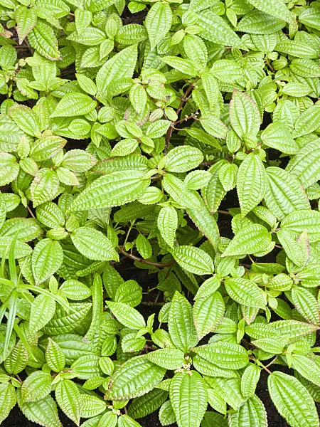400035 - Aluminum plant (Pilea crassifolia)