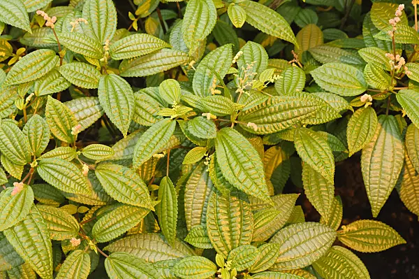 469022 - Aluminum plant (Pilea crassifolia)