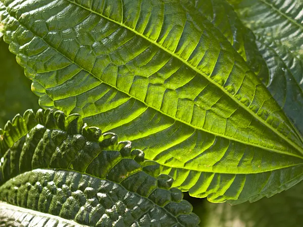419007 - Aluminum plant (Pilea grandifolia)