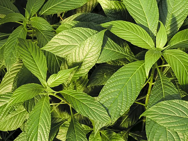 422010 - Aluminum plant (Pilea grandifolia)