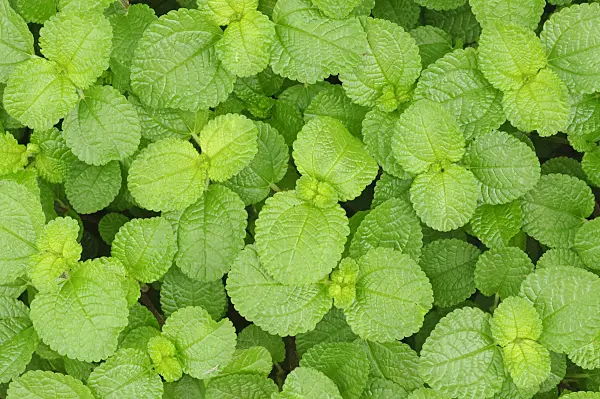 472104 - Aluminum plant (Pilea nummularifolia)