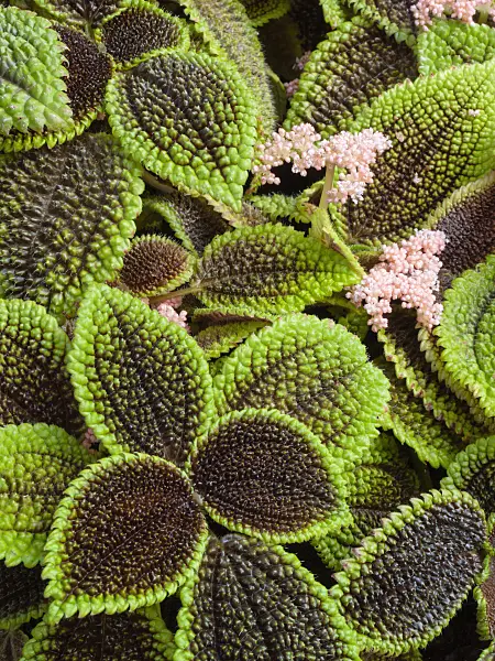 400028 - Aluminum plant (Pilea repens 'Moon Valley')