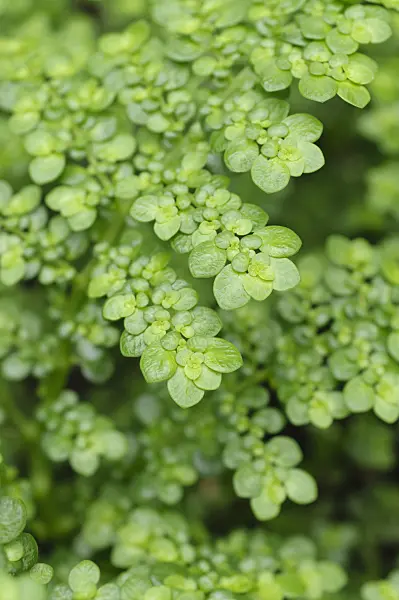 470059 - Aluminum plant (Pilea serpyllifolia)