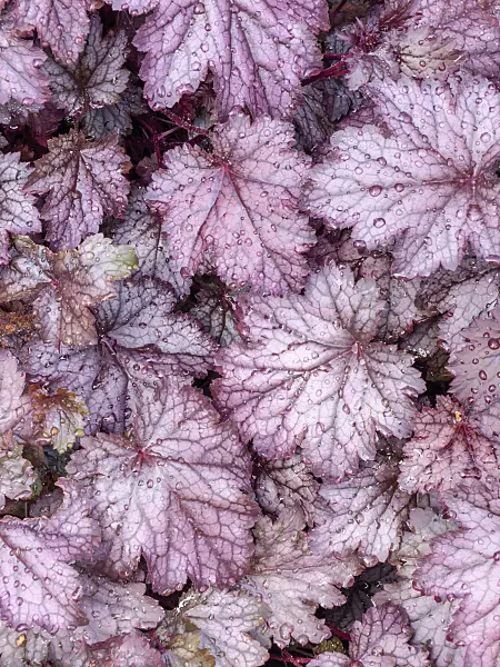 437406 - Alumroot (Heuchera)
