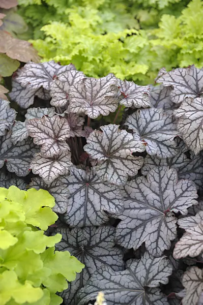 517449 - Alumroot (Heuchera Mars)