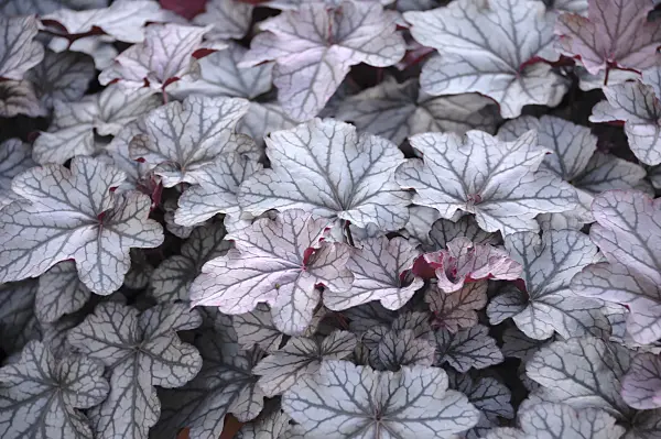 517451 - Alumroot (Heuchera Seasons King)