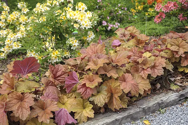 535408 - Alumroot (Heuchera Southern Comfort)