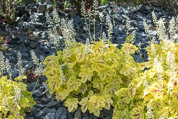 664178 - Alumroot (Heucherella Solar Power)