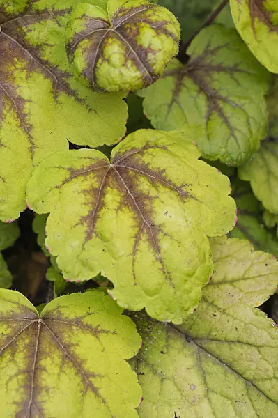 474190 - Alumroot (Heucherella Stoplight)