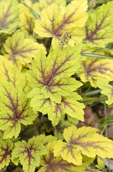 507187 - Alumroot (Heucherella Stoplight)