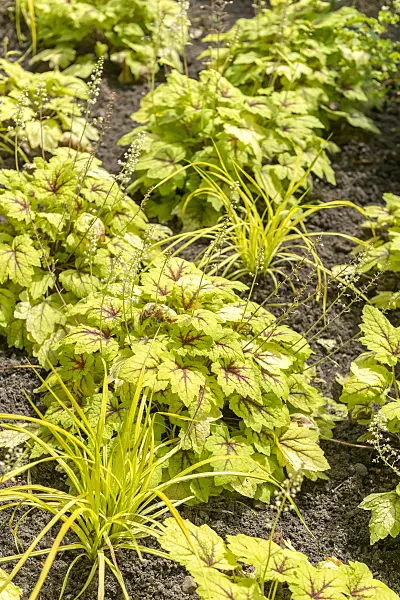 625231 - Alumroot (Heucherella Stoplight)